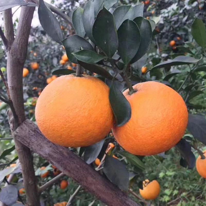 爱媛38号杂交苗产地 爱媛38号柑橘果苗 橘子种