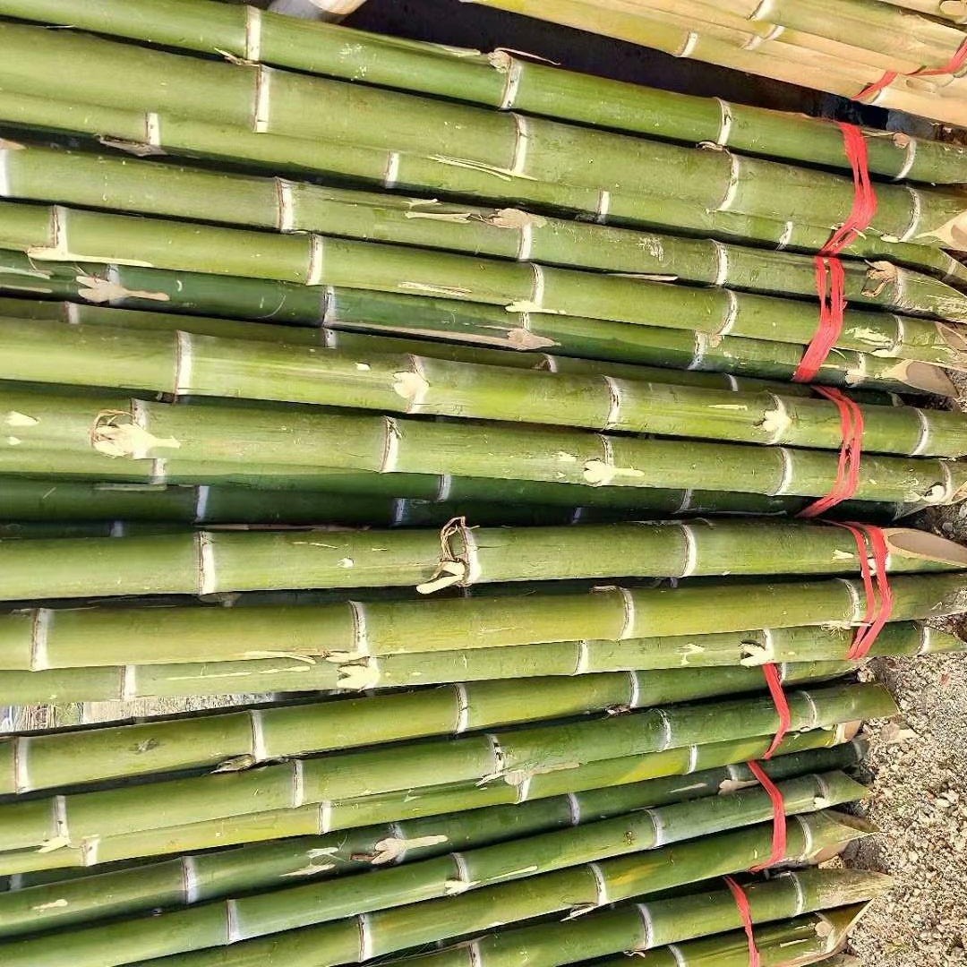 竹竿厂家特价批发绿化支撑竹竿优质小竹子 毛竹梢各种规格可定制图片