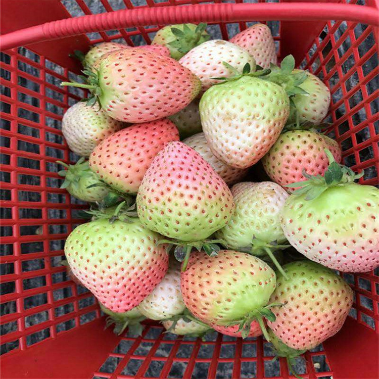 长期供应白草莓苗奶油草莓 白雪草莓 桃熏草莓 红颜草莓 成活率高示例图5