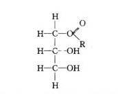 单甘酯的分子结构