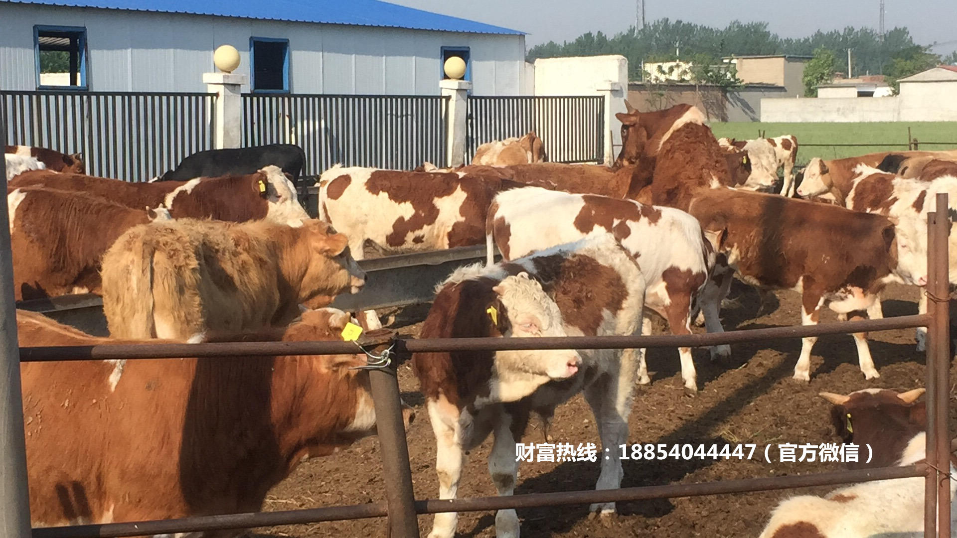 西门塔尔牛小牛犊养殖场，西门塔尔牛肉牛苗的价格 肉牛养殖示例图7