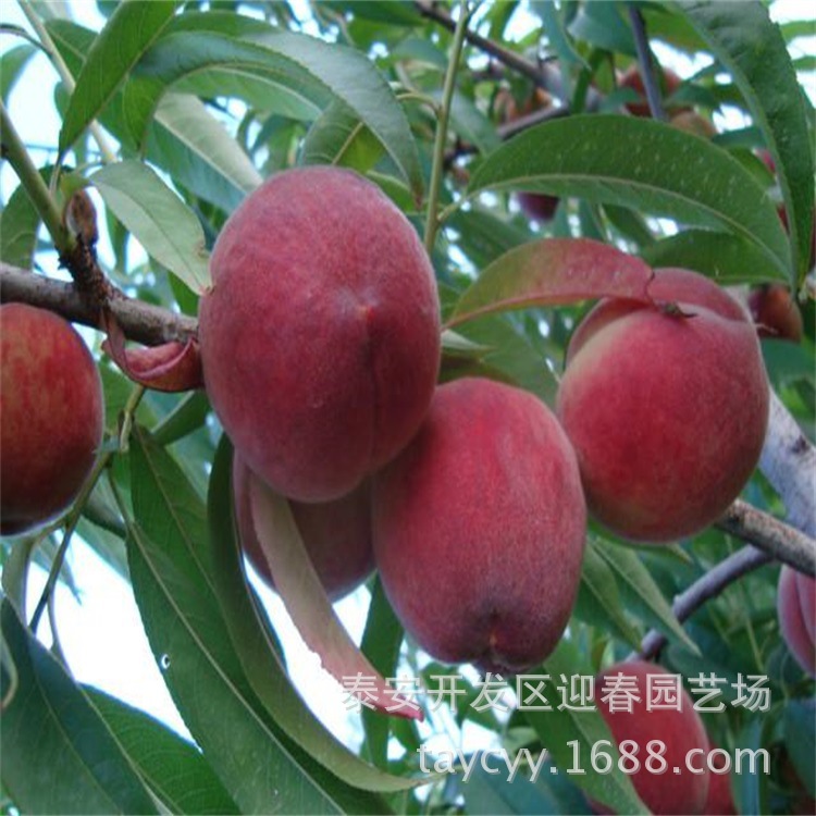 基地大量批发果树 中华油桃4号 已矮化 嫁接桃树 味甜 黄金蜜4号示例图5