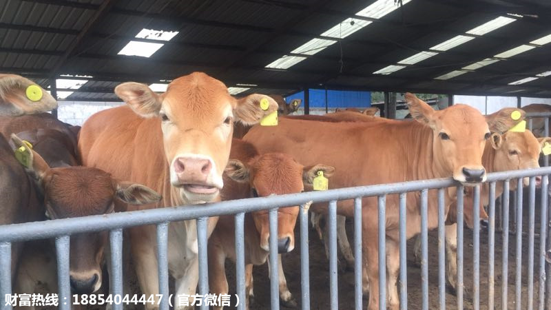 鲁西黄牛 肉牛 西门塔尔牛大量供应示例图2