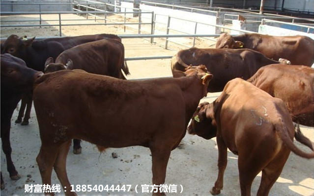 利木赞牛 夏洛莱牛 利木赞牛的价格 大型肉牛养殖场 三元杂交牛苗批发示例图6