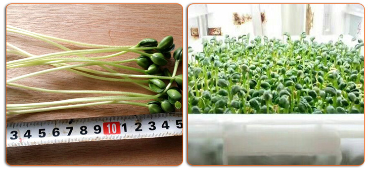 生产绿色芽苗菜的机器 小型全自动多用型芽苗菜机出厂价格销售示例图9