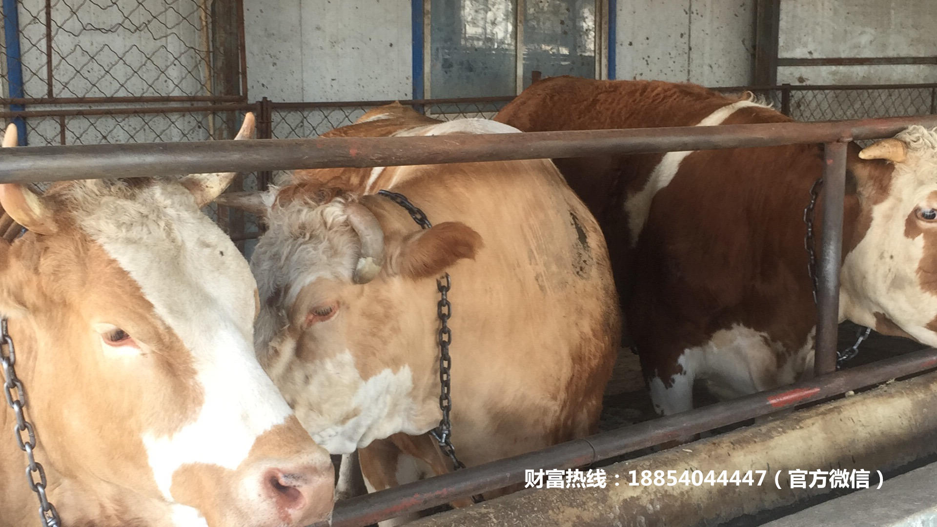 西门塔尔牛小牛犊养殖场，西门塔尔牛肉牛苗的价格 肉牛养殖示例图9