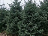 云杉-云杉荒山造林树苗-云杉春季销售-2米2.5米3米云杉