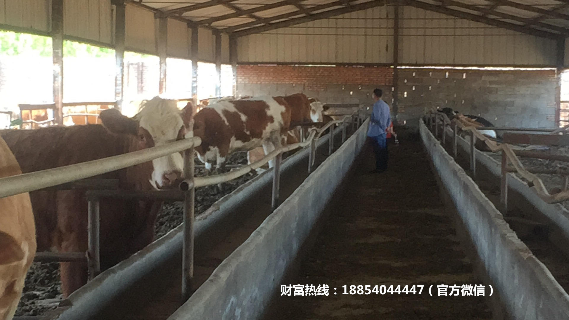 西门塔尔牛小牛犊养殖场，西门塔尔牛肉牛苗的价格 肉牛养殖示例图6