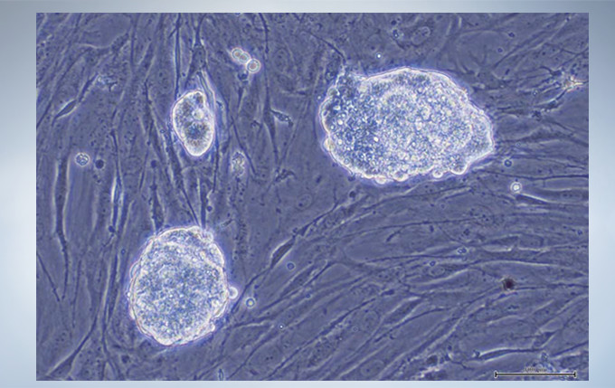 奥林巴斯倒置显微镜CKX53示例图3