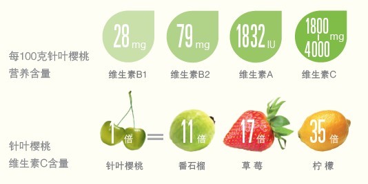 针叶樱桃营养价值