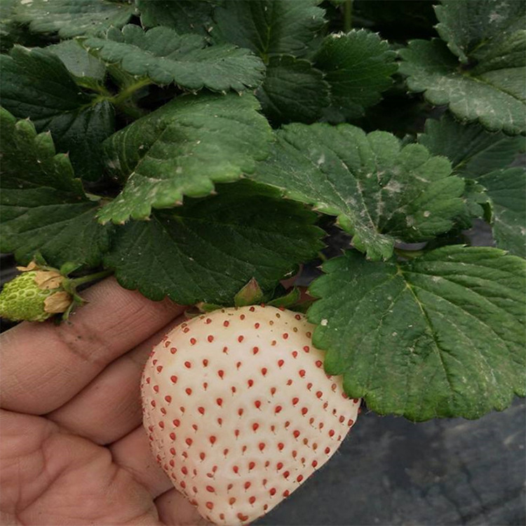 长期供应白草莓苗奶油草莓 白雪草莓 桃熏草莓 红颜草莓 成活率高示例图6