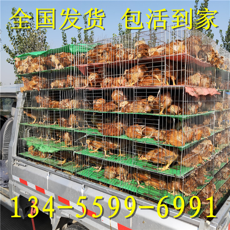 纯种红玉鸡 龙翔 散养九斤红玉鸡鸡苗 脱温笨鸡苗价格 出售红玉鸡示例图12