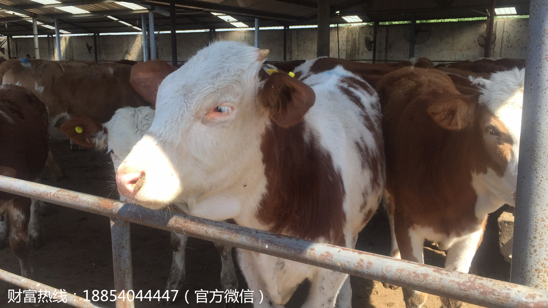 出售肉牛 小牛犊的价格 改良育肥肉牛 架子牛 肉牛养殖场 先考察后引种示例图6