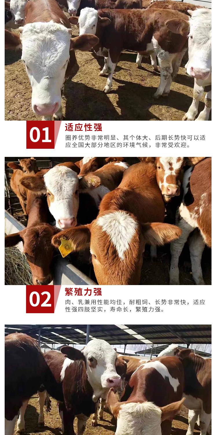 种牛西门塔尔牛 300斤西门塔尔牛价格 通凯 自繁自养 改良小母牛犊示例图4