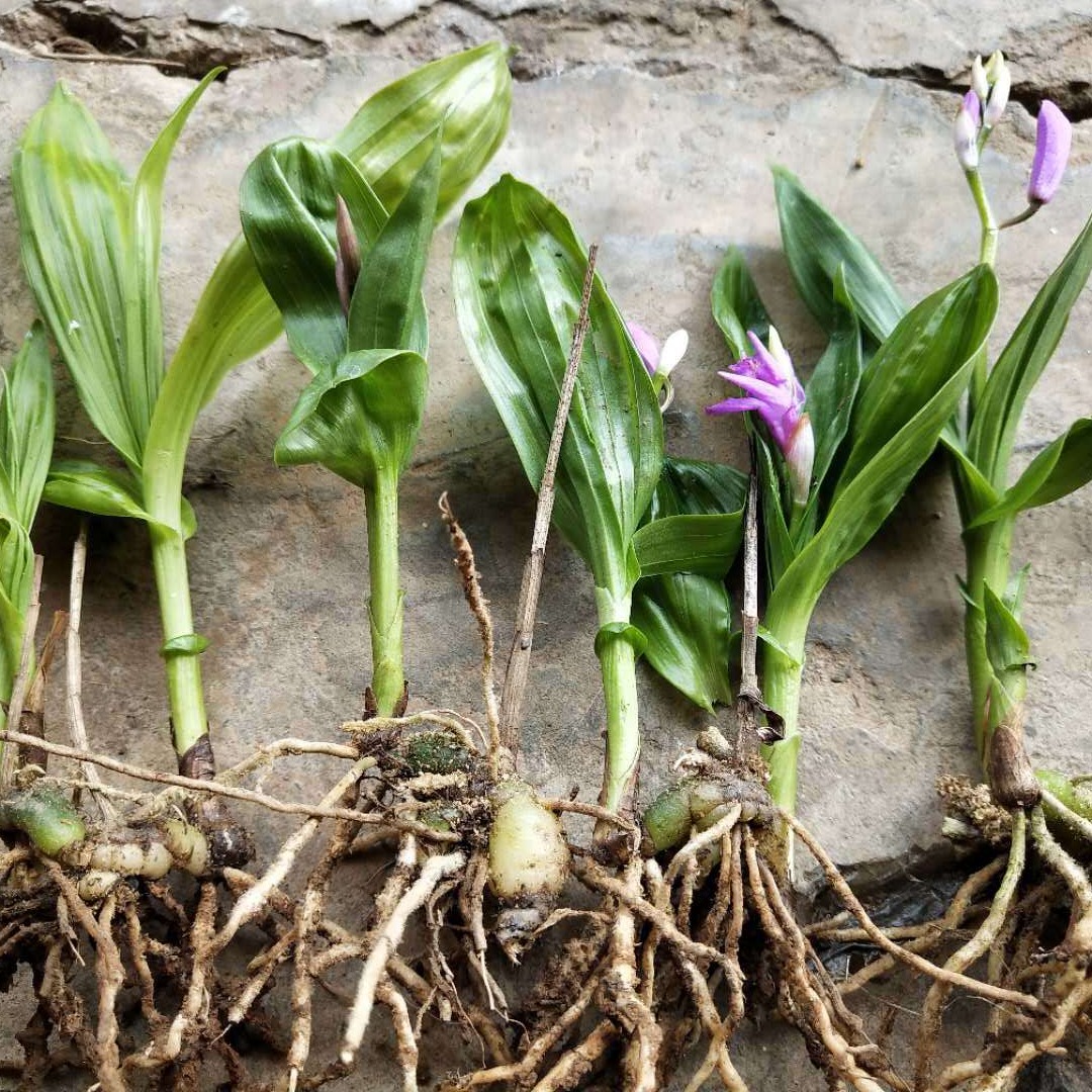 滇农集团白芨苗 2020紫花宽叶大白芨，块茎1.5公分以上