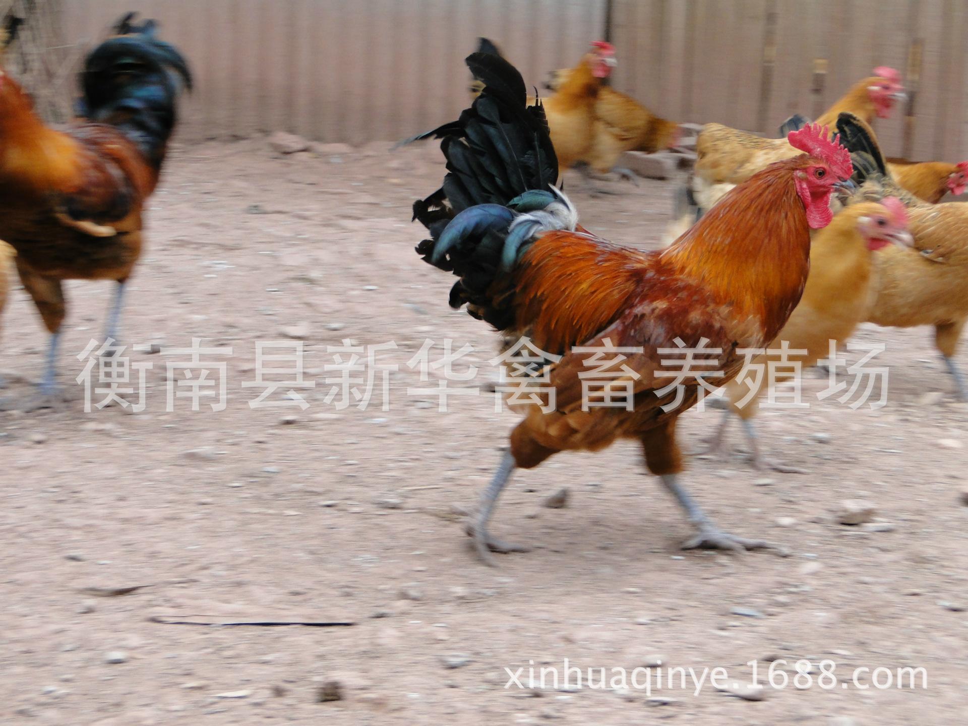 新华禽畜厂家直销正宗农家散养土鸡下单现杀包邮保鲜商品土鸡示例图7