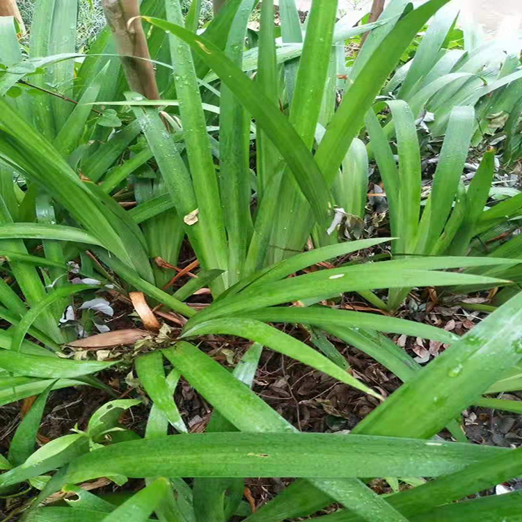 常绿鸢尾种植基地 蓝花鸢尾大量供应  园林绿化工程用紫花鸢尾 湘林苗圃