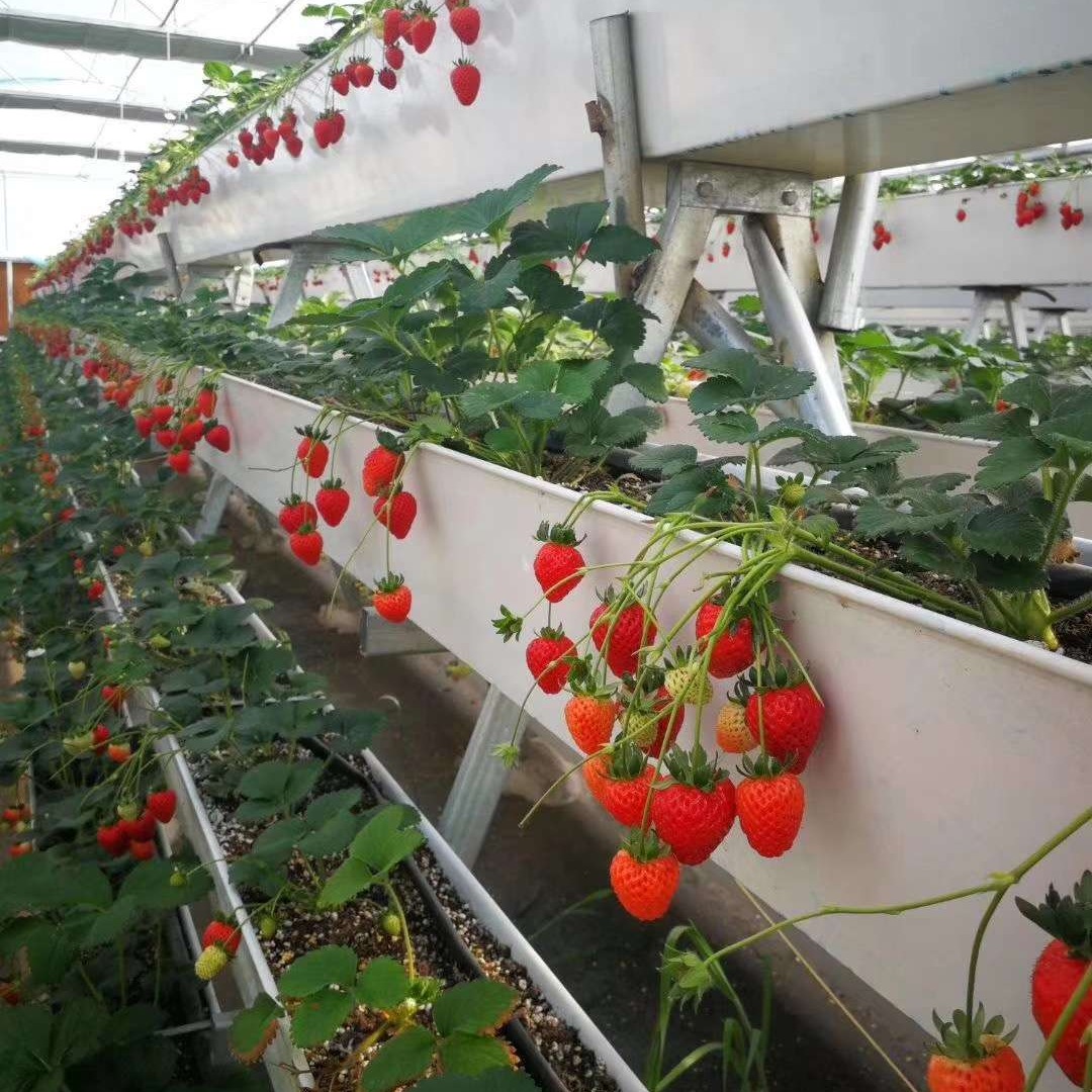 无土栽培草莓种植槽 草莓立体种植架 多层草莓种植架子 鑫泽农业温室材料图片