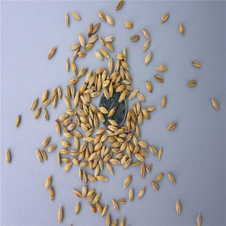 厂家批发大麦 特级带壳大麦 优质精选大麦米饲料农作物图片