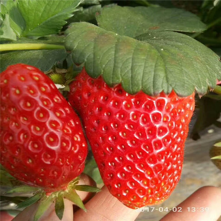 太空2008草莓苗批发出售 新品种太空2008草莓苗 脱毒草莓苗品种多样图片