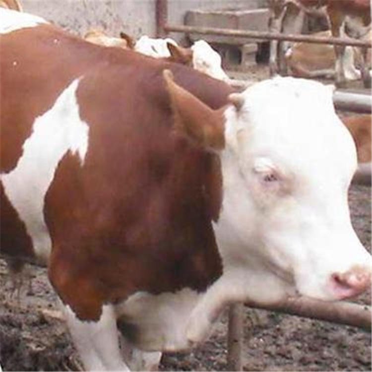 山东正规养牛场出售土黄牛 小黄牛养殖 现在黄牛价格家庭小规模养牛场