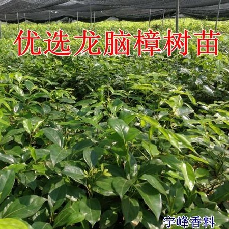 宇峰香料优选  樟苗  樟树苗 提炼   樟苗基地