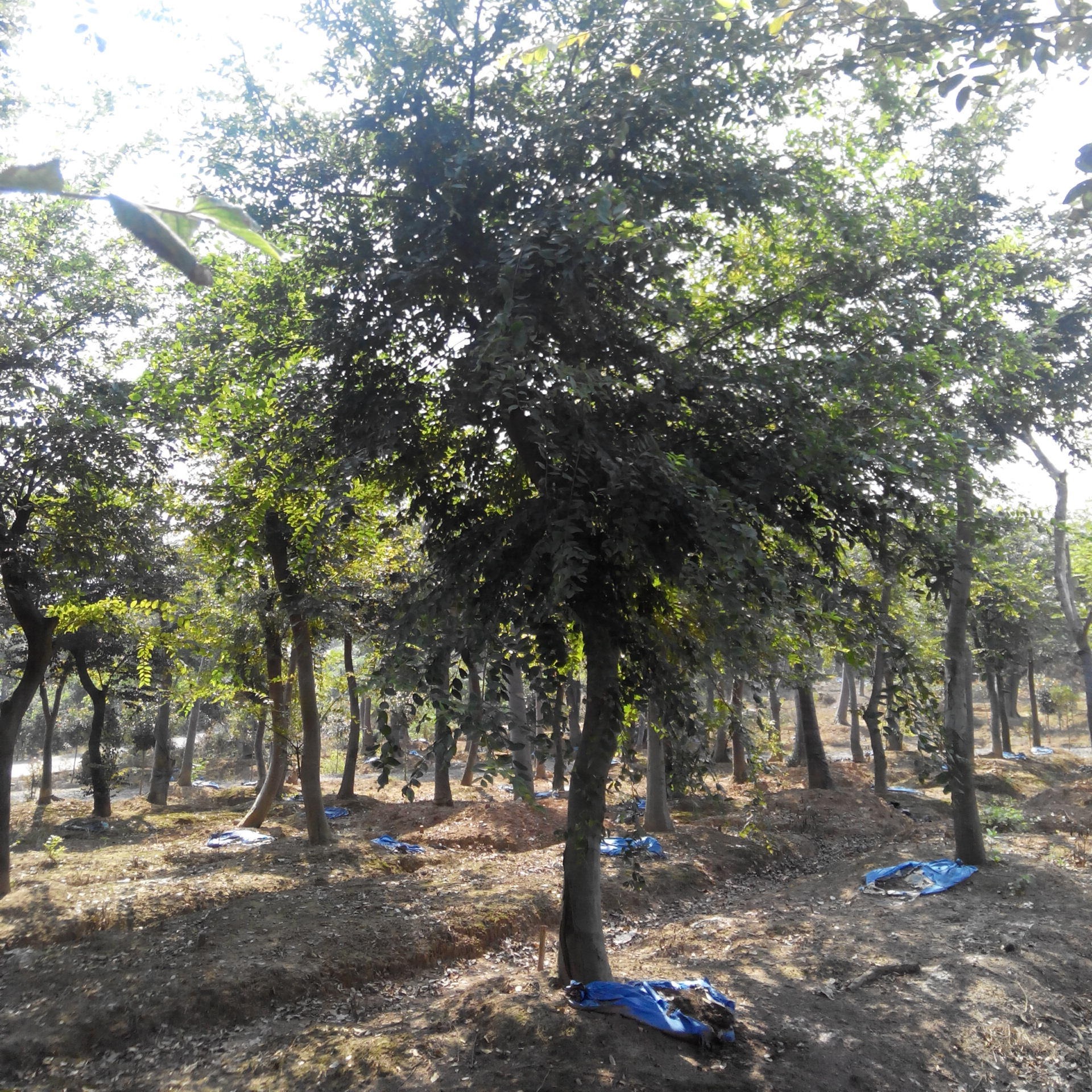 温州长期供应 朴树直径25公分 沙朴树多种规格 金华千喜苗木货源