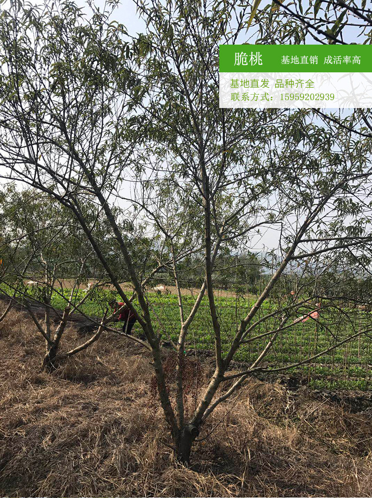 台湾脆桃 脆桃树冠幅3米农户种植批发 台湾脆桃地苗种植产地出售示例图8