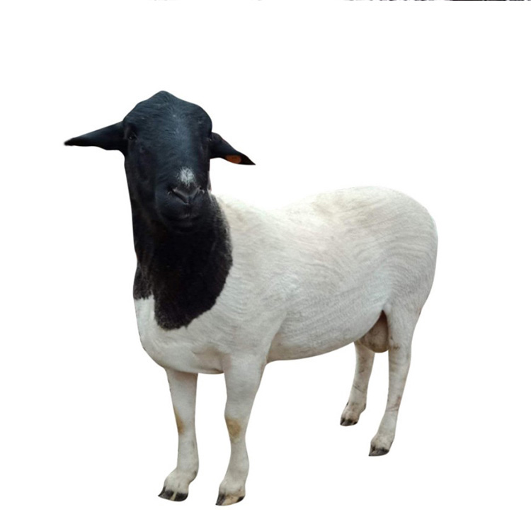 出售黑头杜泊绵羊 饲养肉羊苗长期供应 杜泊绵羊公羊 现代 基地养殖