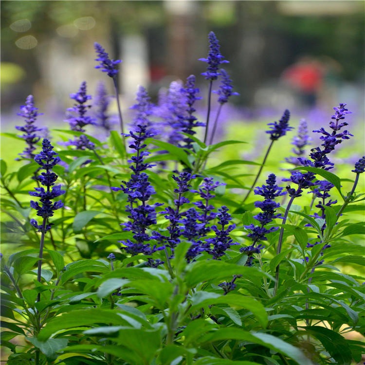 今年新採一串蓝种子种源花田精心培育植株花期长花色艳丽