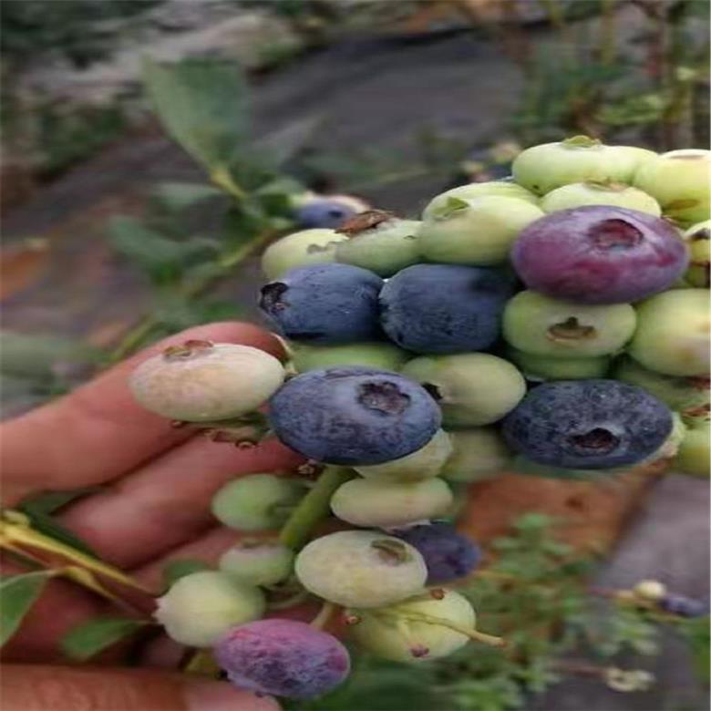芬蒂蓝莓苗一级代理 亿通苗木 斯巴坦蓝莓苗基地市场行情 