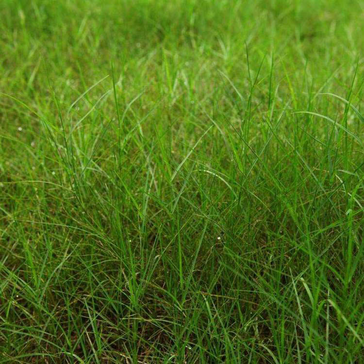 百喜草种子 工程绿化草坪草籽 百喜草工程绿化种子