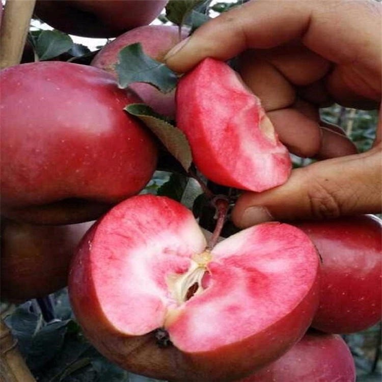 瑞雪苹果苗品种 晚熟苹果新品种 江西苹果苗批发基地