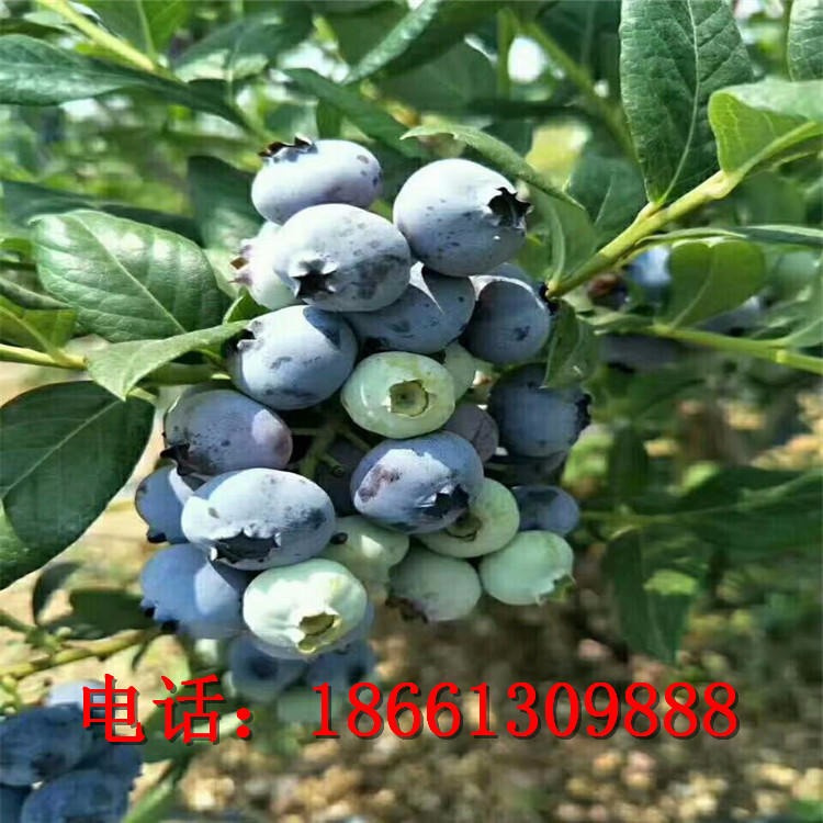 蓝丰蓝莓苗 薄雾蓝莓苗带土发货易成活 兴红农业大量供应蓝莓树苗