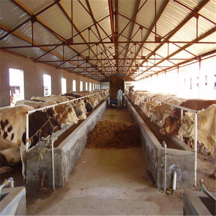 甘肃武威西门塔尔牛场 批发西门塔尔牛牛苗 农村养殖好项目