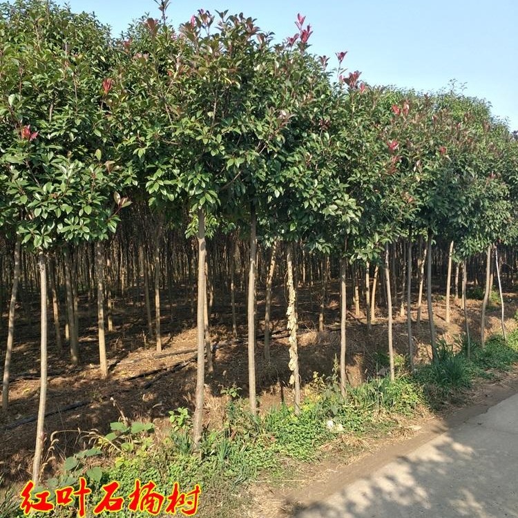 供应红叶石楠树 2-12公分红叶石楠树苗 园林绿化工程苗木