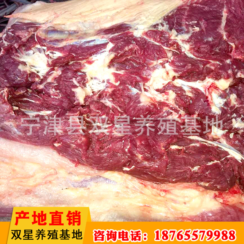 厂家直销 蒙古进口新鲜马肉营养价值高 养殖基地批发 欢迎选购示例图16