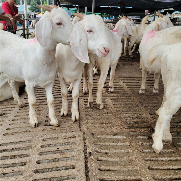 美国白山羊价格 供应美国白山羊 美国白山羊母羊 育肥美国白山羊羊羔图片