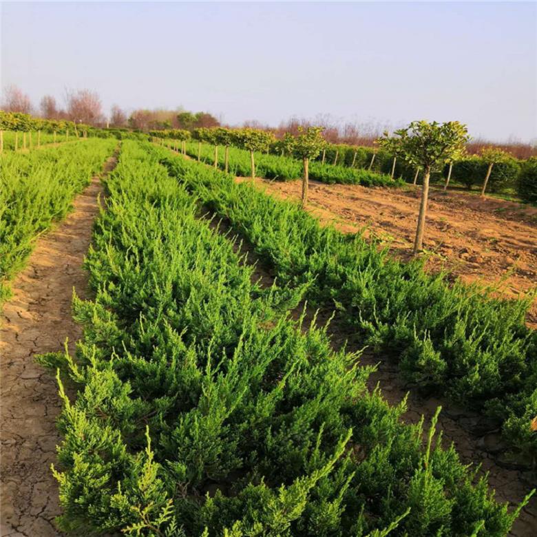 龙柏小苗、工程大苗批发、长期供应可开 一棵也是陕西园林绿化苗木供应商