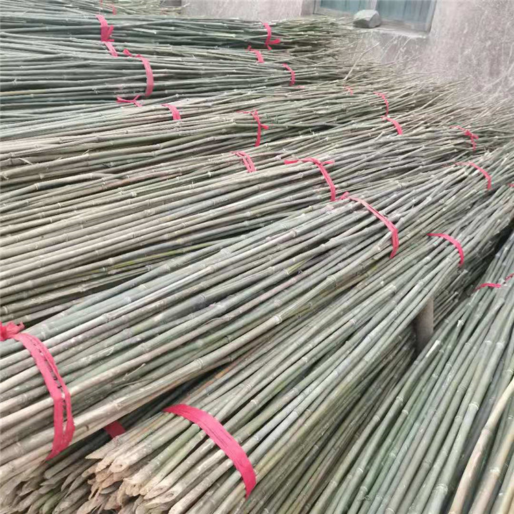 工程绿化树木支撑竹竿 防腐耐用竹竿