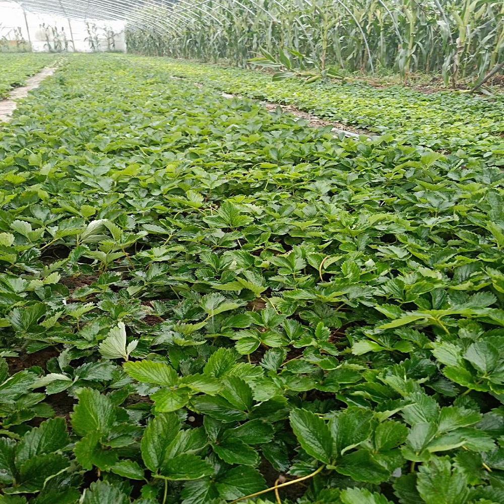 法兰地草莓苗工程苗 大赛草莓苗优质基地