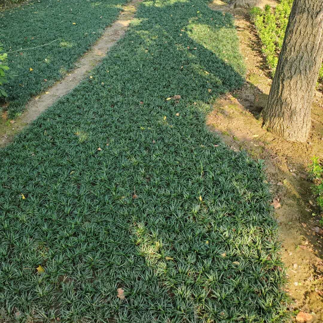 矮叶麦冬草玉龙草 庭院别墅绿化地被植物 优质日本矮麦冬草不修剪