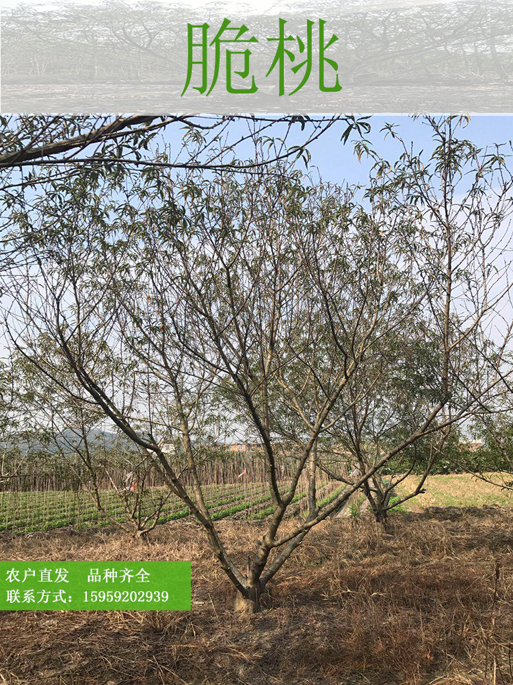 台湾脆桃 脆桃树冠幅3米农户种植批发 台湾脆桃地苗种植产地出售示例图1