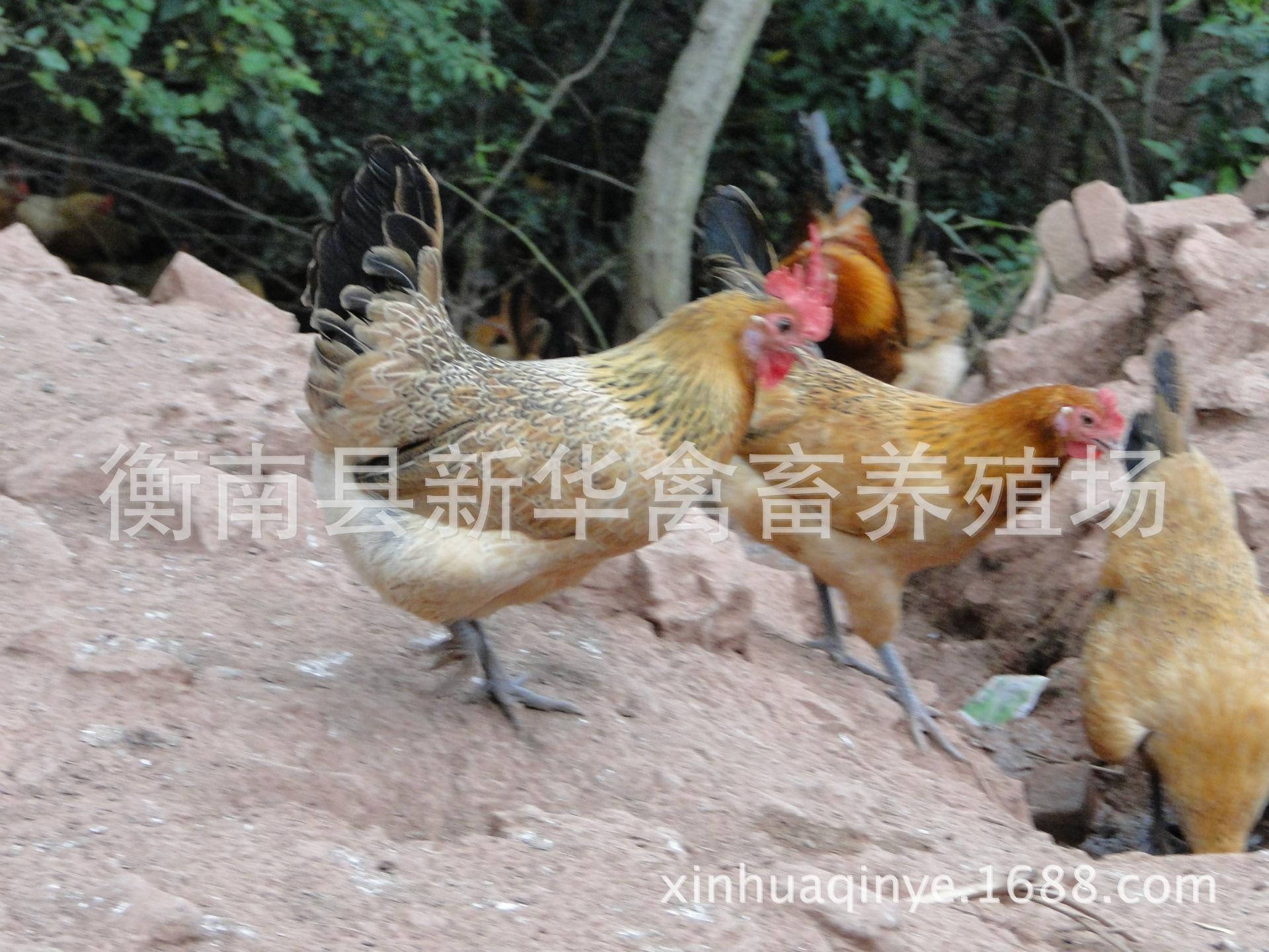 湖南衡阳新华禽畜厂家直销优质包打马利克疫苗青脚土鸡混合苗示例图13