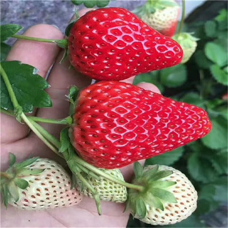 兴红农业基地直销脱毒草莓苗 红颜草莓苗价格优惠保湿邮寄