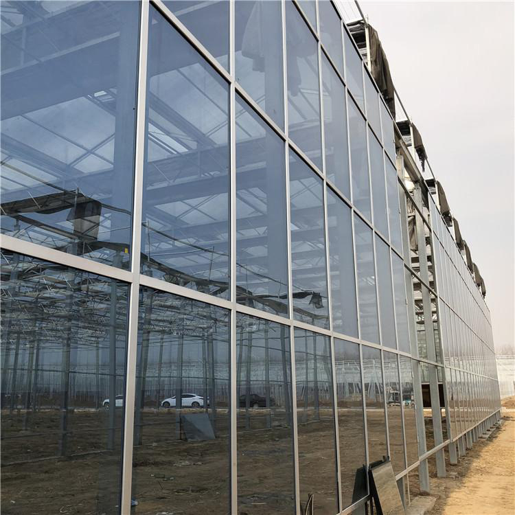 玻璃智能温室大棚造价 方钢温室大棚 玻璃联栋温室价格 博伟 BW