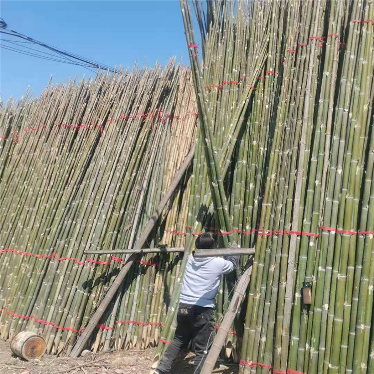 园林苗木保护架 绿化支撑竹杆定制 园林绿化支撑杆精选厂图片