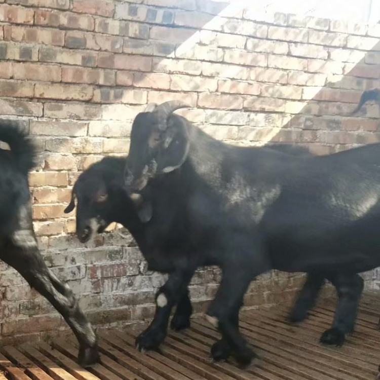 黑山羊养殖前景 黑山羊批发市场 3-6个月龄黑山羊羊羔价格 八壹 企业认证