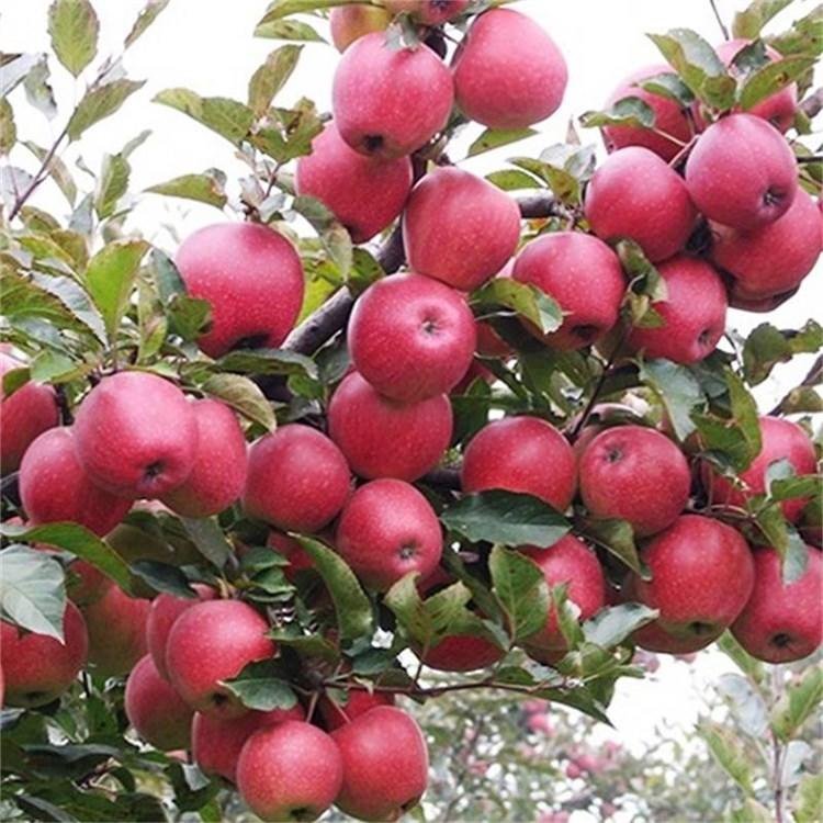 嫁接苹果树苗南北方种植盆栽地栽庭院室内外矮化黑钻苹果苗 红富士苹果苗
