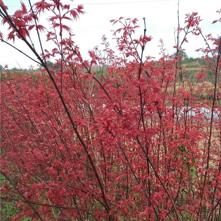 正宗日本红枫树苗盆栽植物四季庭院红舞姬中国红枫小苗三季红室外